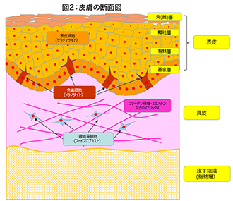 図2:皮膚の断面図 図2:皮膚の断面図