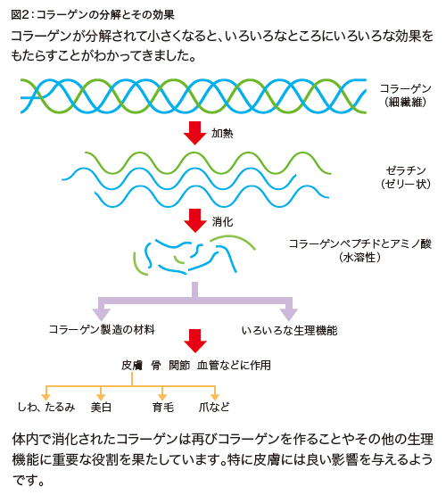 図2:コラーゲンの分解とその効果 図2:コラーゲンの分解とその効果