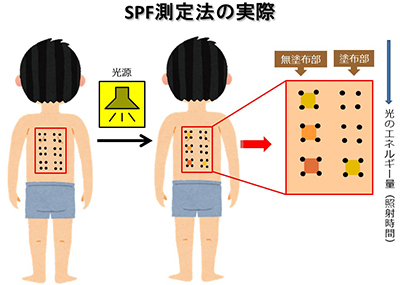 SPF¬ÄêË¡¤Î¼ÂºÝ