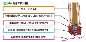 図3：毛包の拡大図