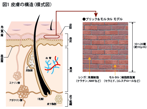 図1：皮膚の構造(模式図)